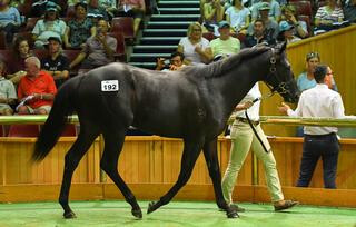 Karaka 2019's sale-topping colt (Savabeel - Make a Wish).